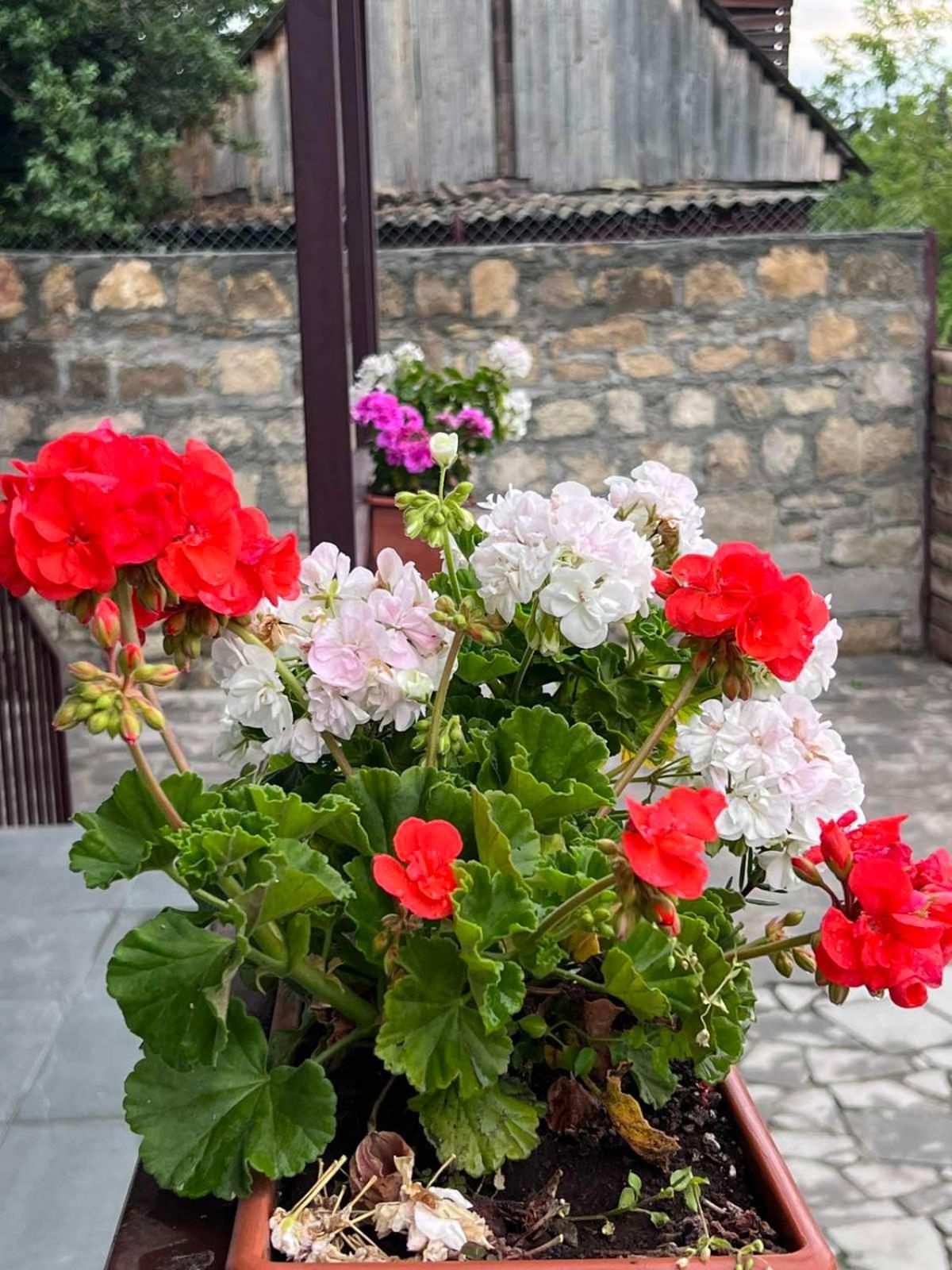 Green Agarak Guest House Near Dendropark, Stepanavan Gyulagarak Екстериор снимка